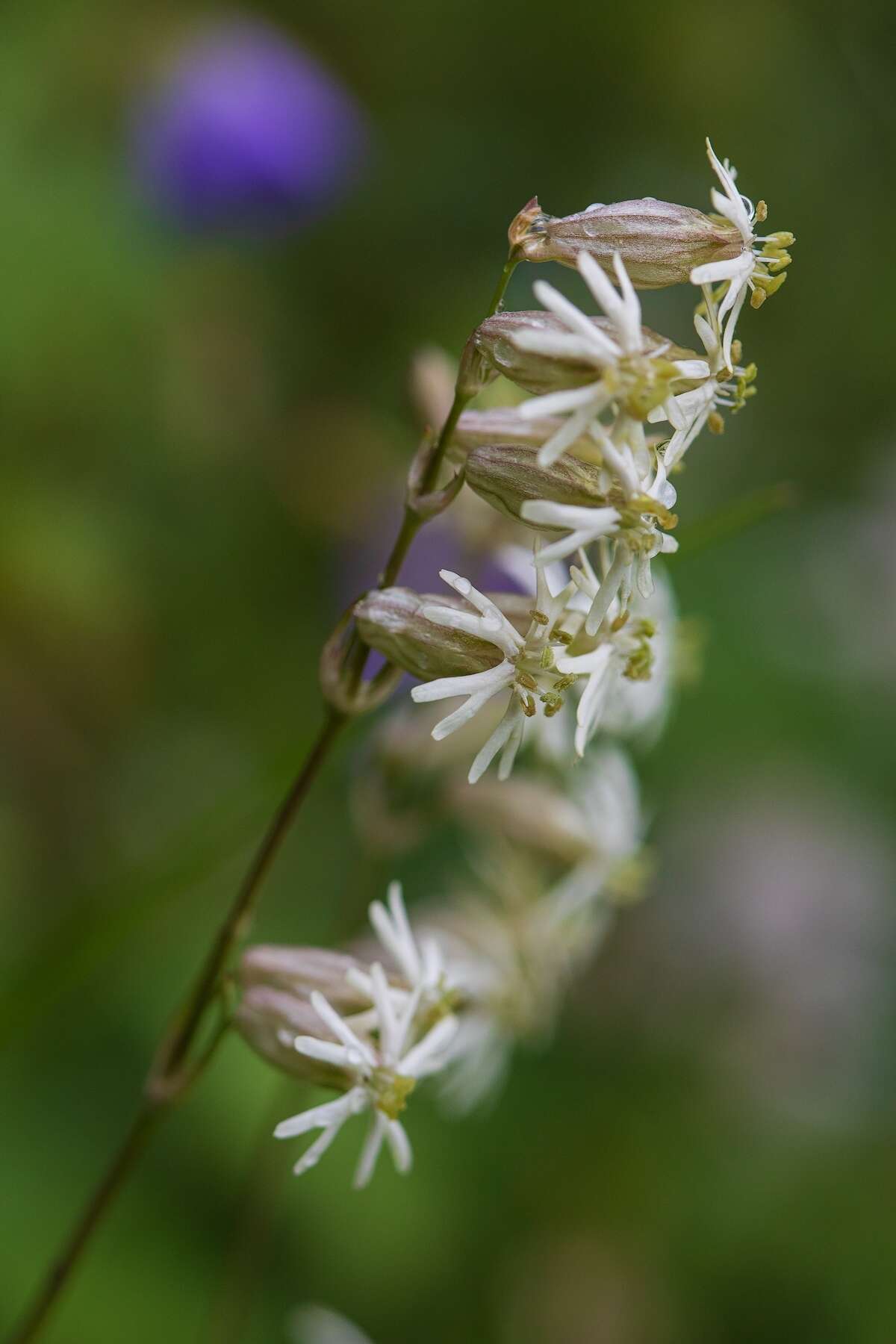 Image of Silene graminifolia Otth