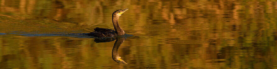 Image of Double-crested Cormorant