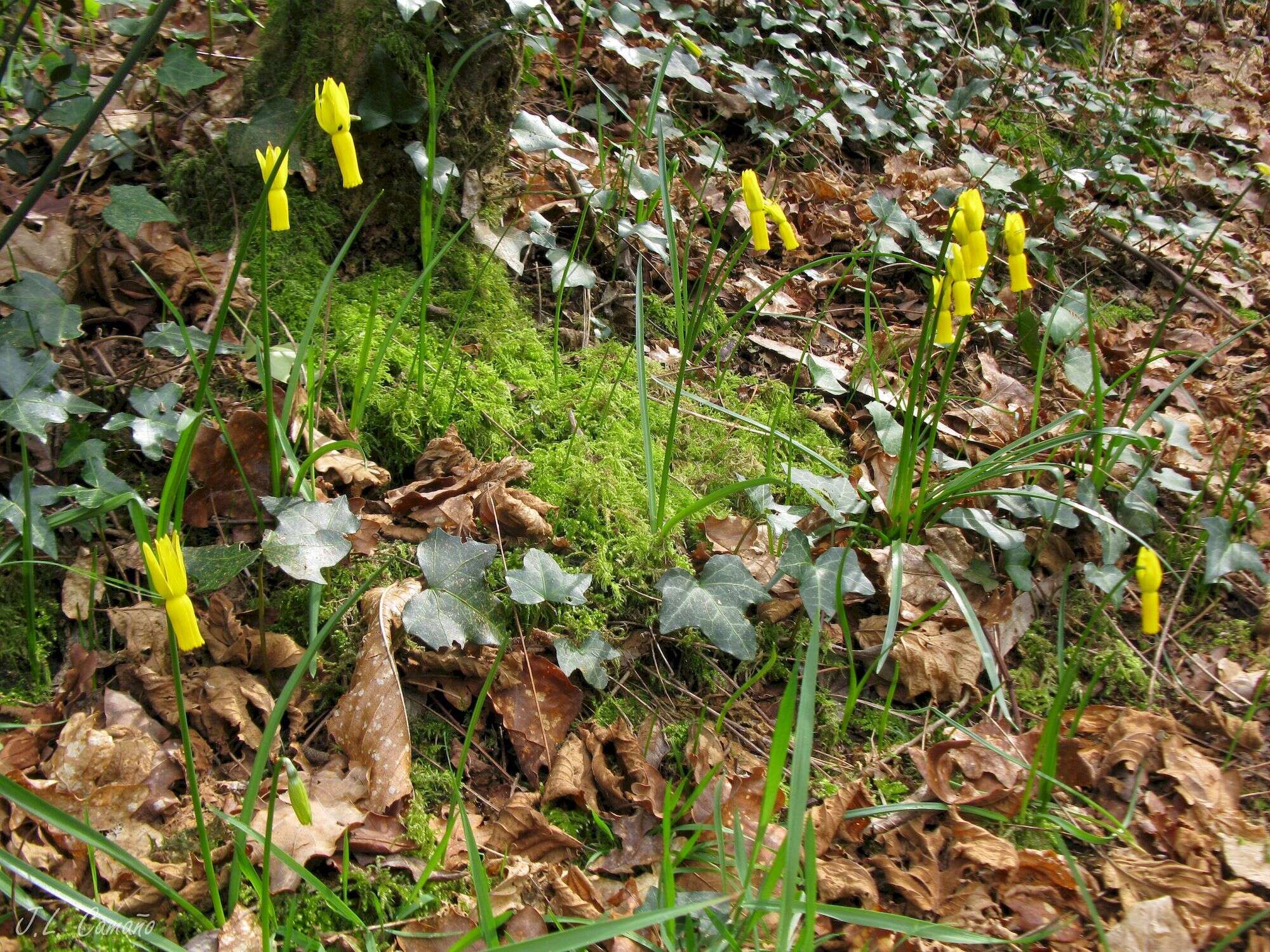 Image of Narcissus cyclamineus DC.