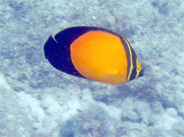 Chaetodon melapterus Guichenot 1863 resmi