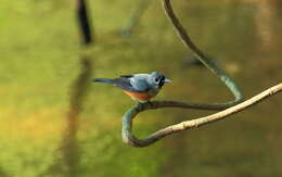 Image of Black-winged Monarch