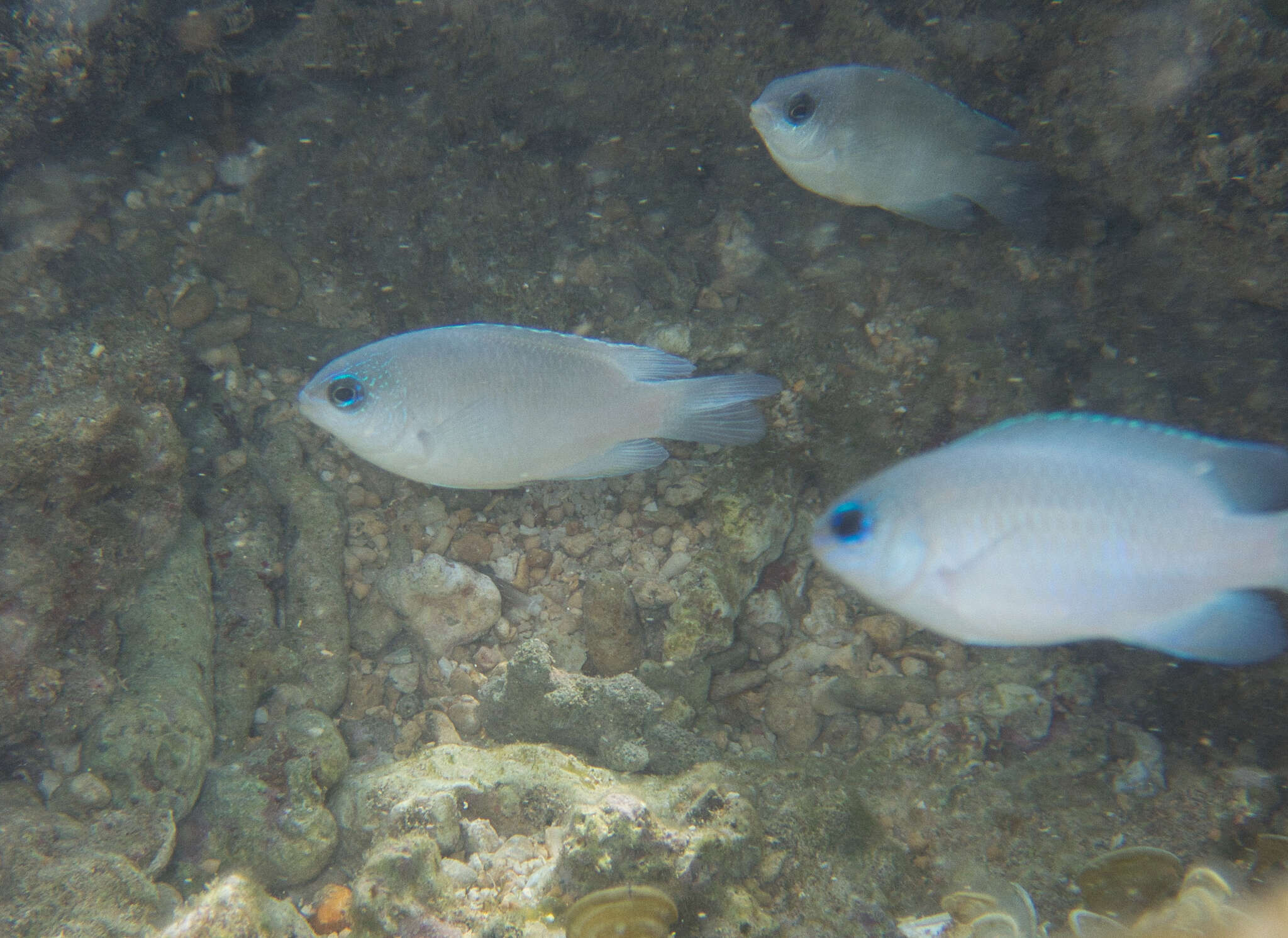 Image of Blue damsel