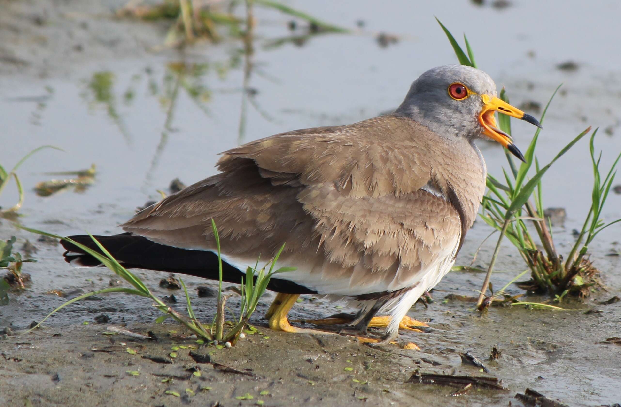 Image of Grey-headed Lapwing