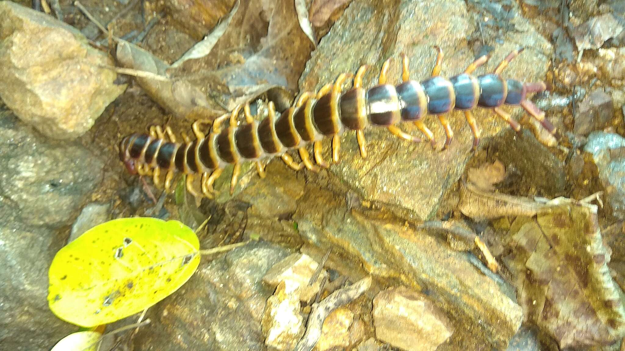 Image de Scolopendra gigantea Linnaeus 1758