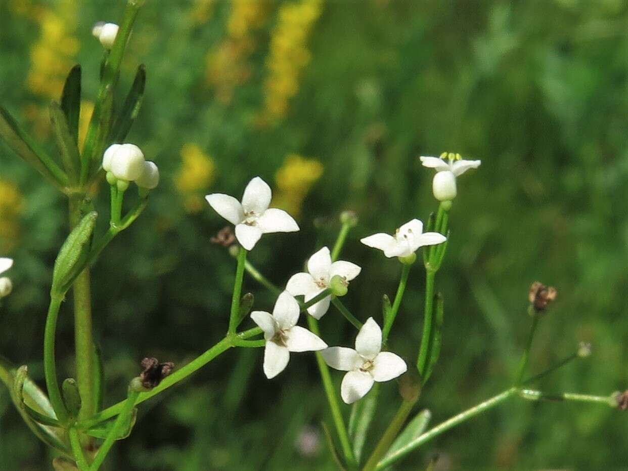 Plancia ëd Galium obtusum subsp. filifolium (Wiegand) Puff