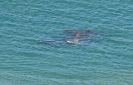 Image of Bottlenose Dolphin