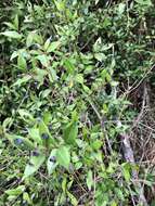 Myrtus communis subsp. communis resmi