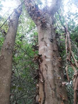 Image of Xylosma horrida Rose