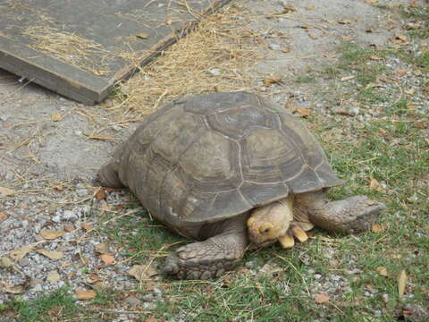 Image of spurred tortoise