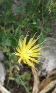 Image of Klasea cerinthifolia (Sm.) Greuter & Wagenitz