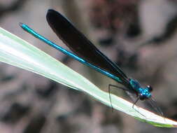 Image of Ebony Jewelwing