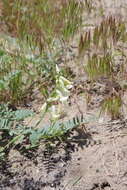 Image of curvepod milkvetch