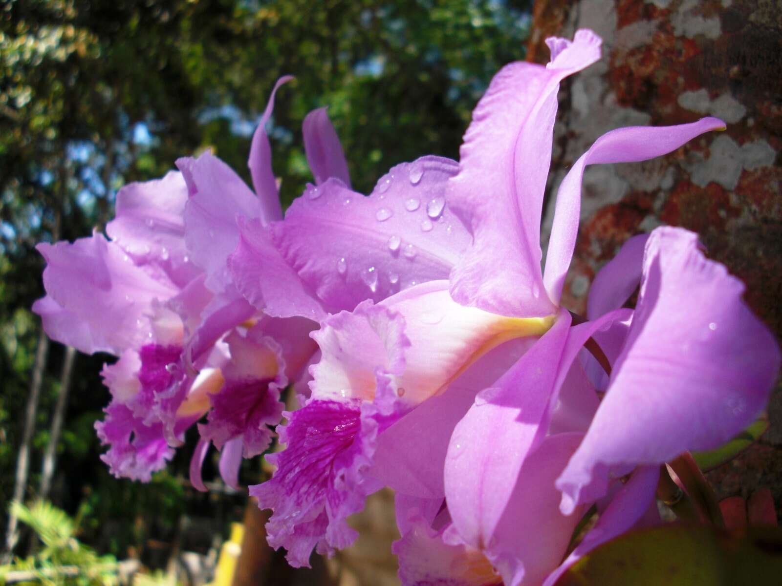 Imagem de Cattleya mossiae C. Parker ex Hook.