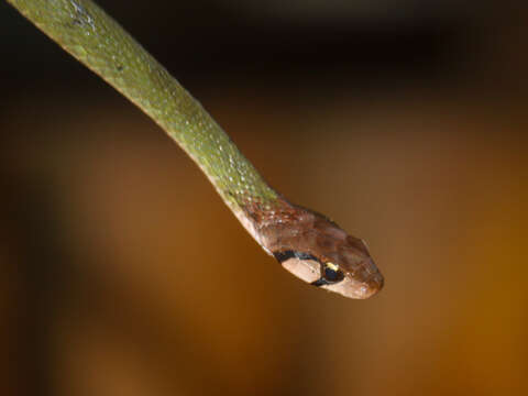 Image of Black-banded Keelback