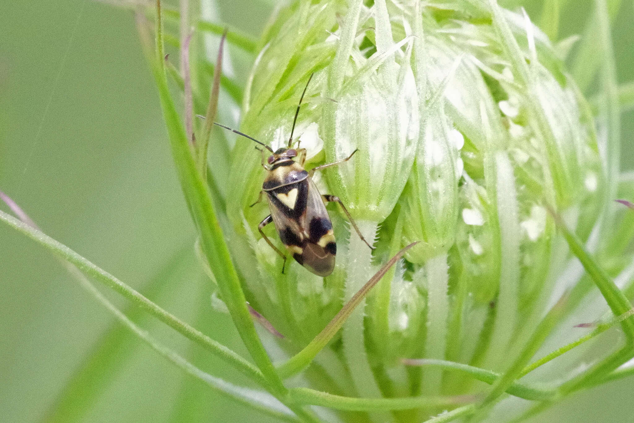 Image de Orthops basalis (A. Costa 1853)