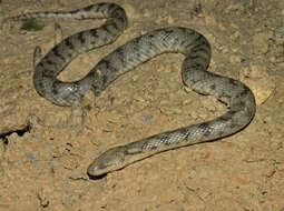 Image of Richardson’s grey mangrove snake