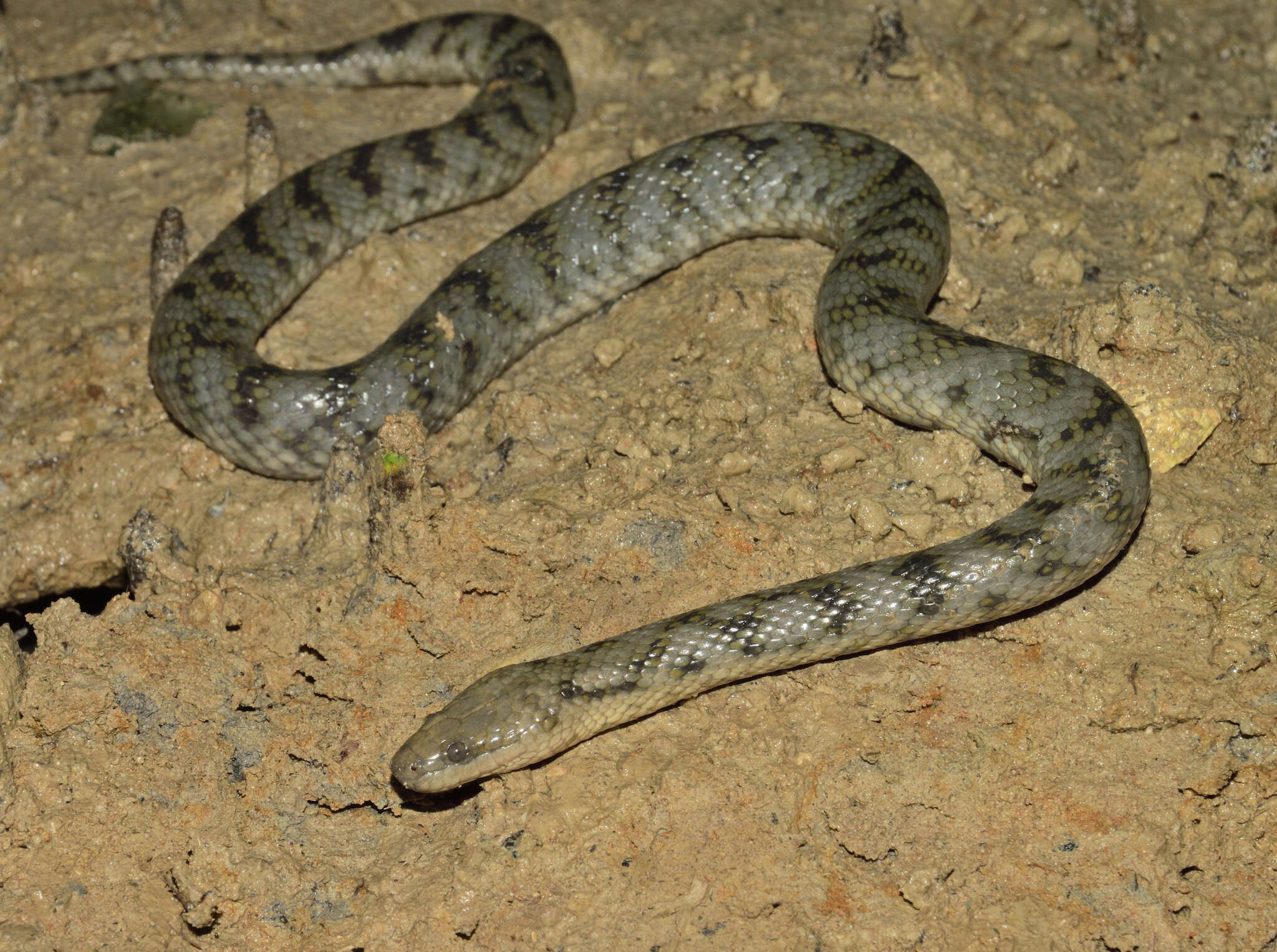 Image of Richardson’s grey mangrove snake