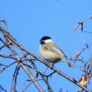 Image of Sichuan Tit