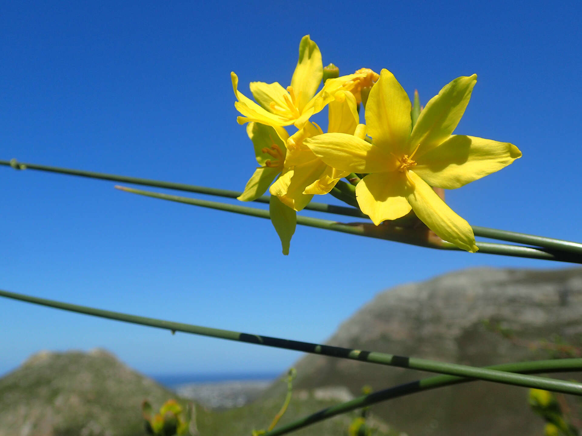 Слика од Bobartia longicyma Gillett