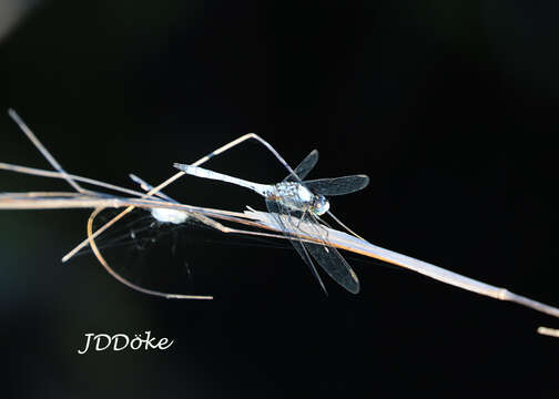 Image of Erythrodiplax pallida (Needham 1904)