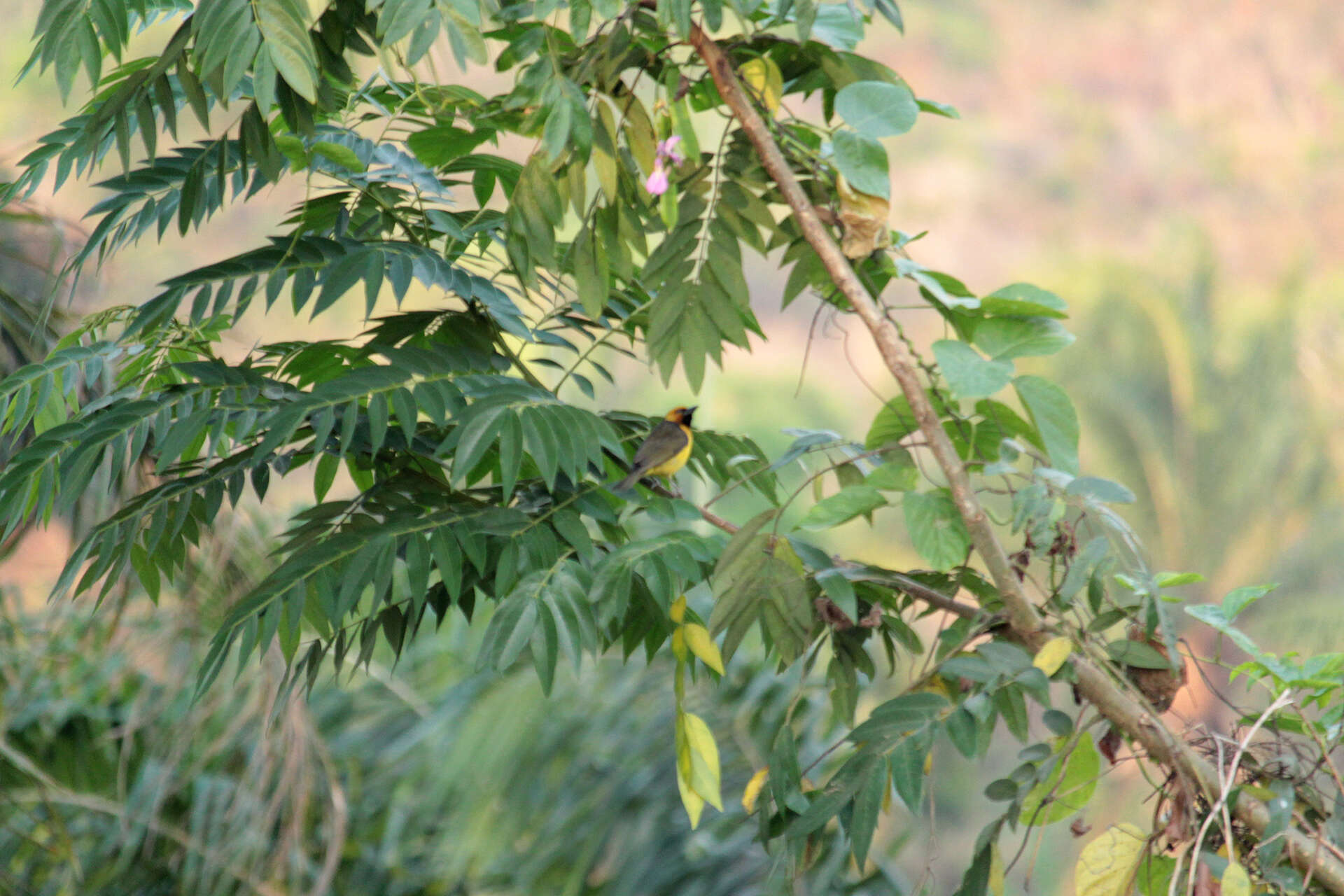 Image of Black-necked Weaver