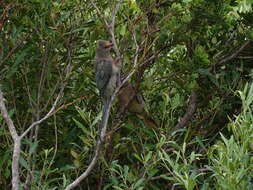 Urocolius indicus indicus (Latham 1790) resmi