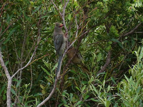 Urocolius indicus indicus (Latham 1790) resmi