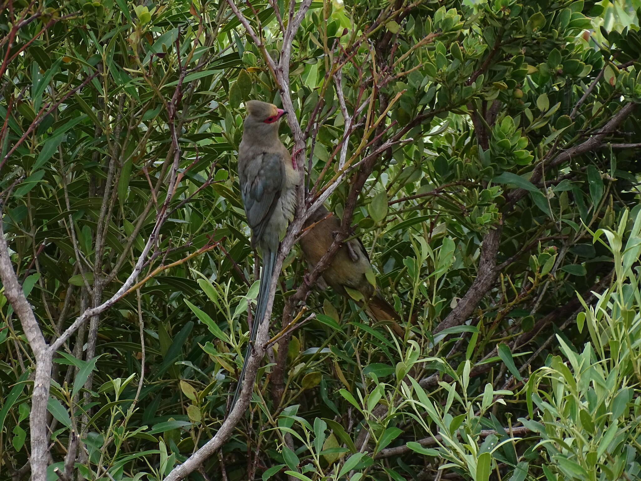 Urocolius indicus indicus (Latham 1790) resmi