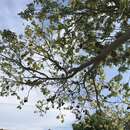 Image of Florida fishpoison tree