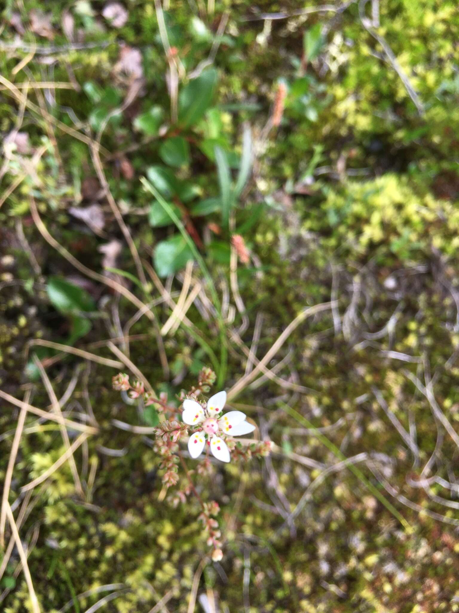 Image of Leafy-Stem Pseudosaxifrage