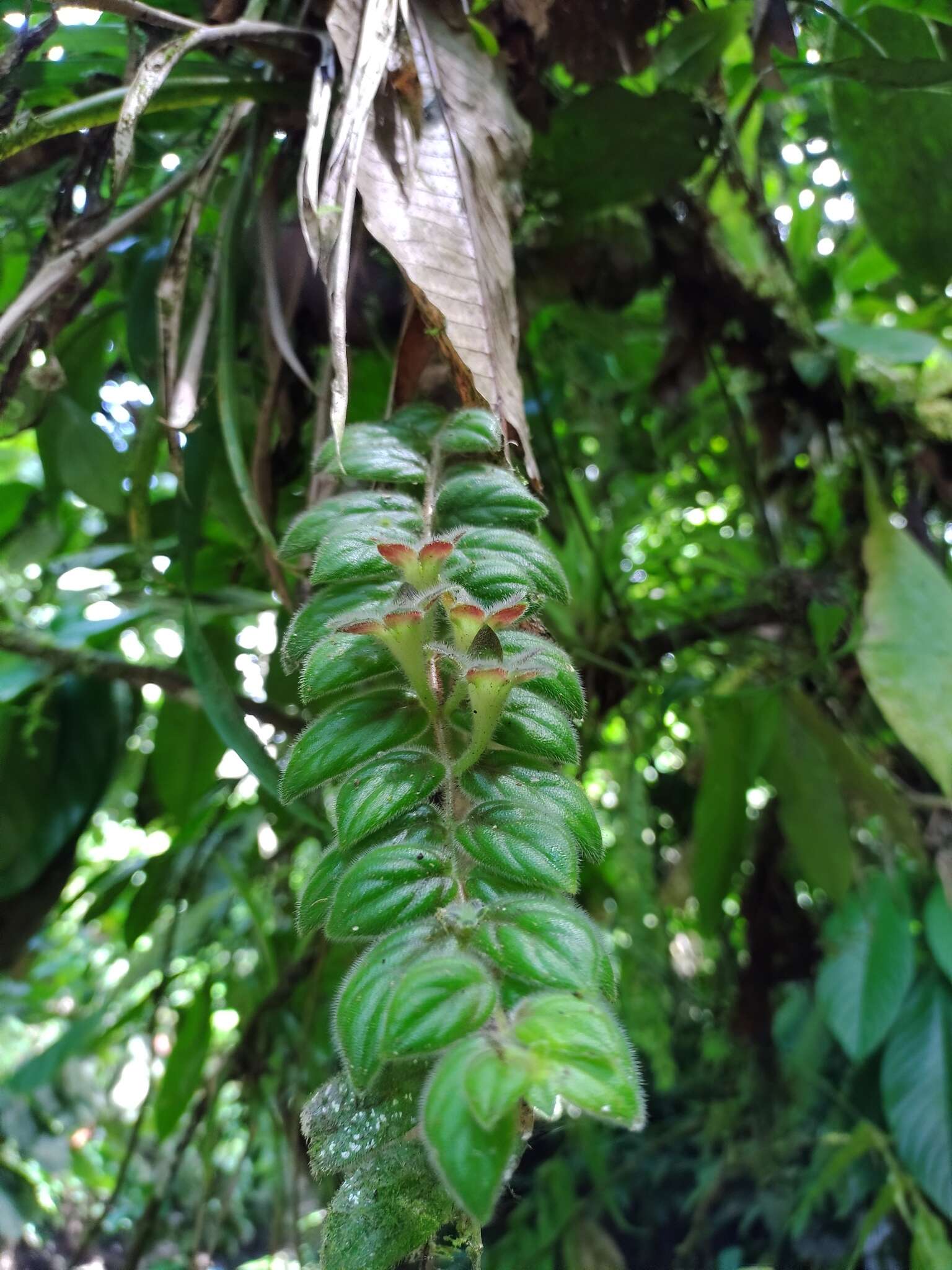 Image of Columnea microcalyx Hanst.