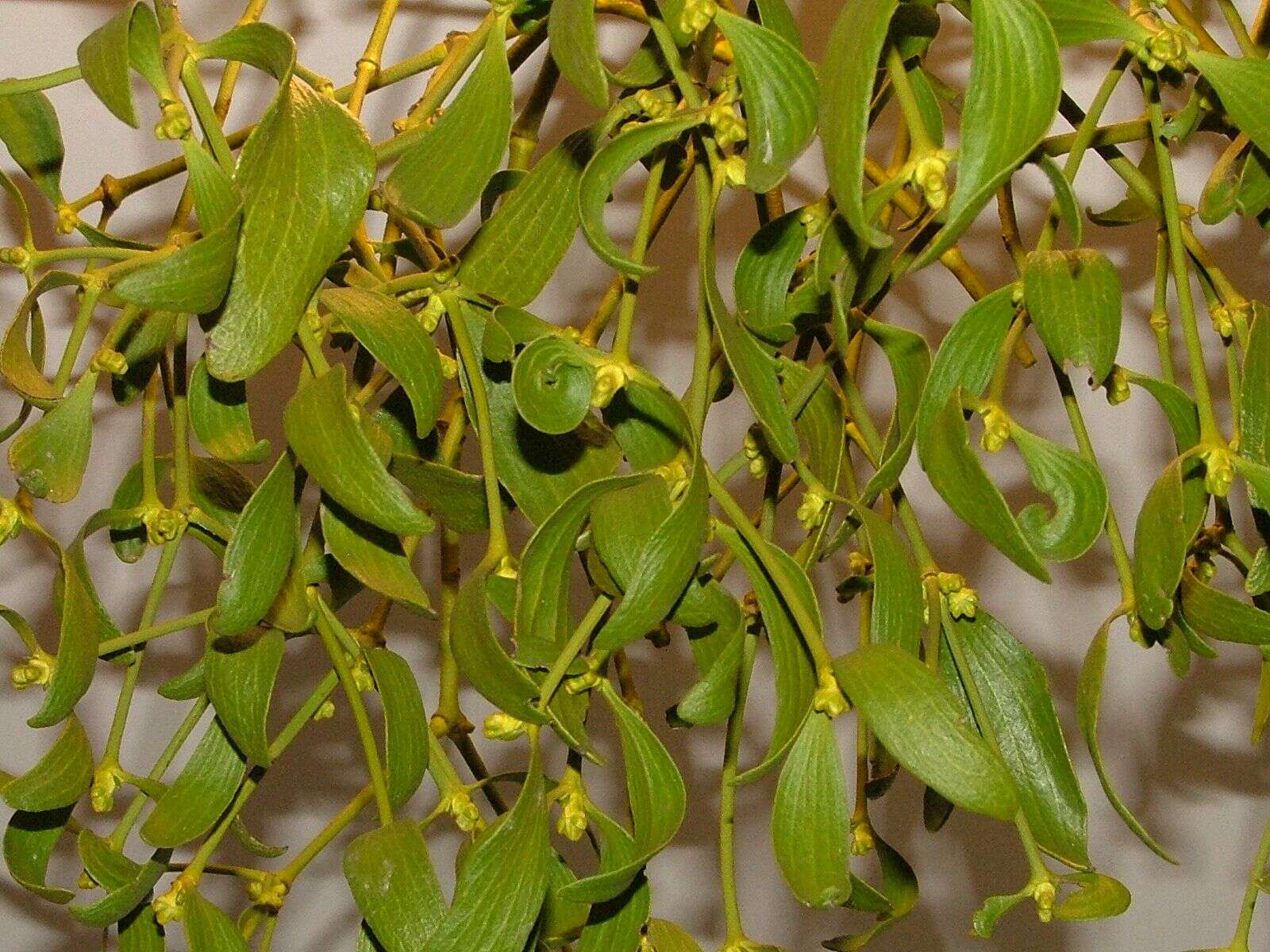 Image of European mistletoe