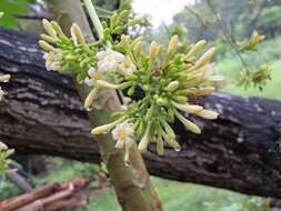 Image of papaya