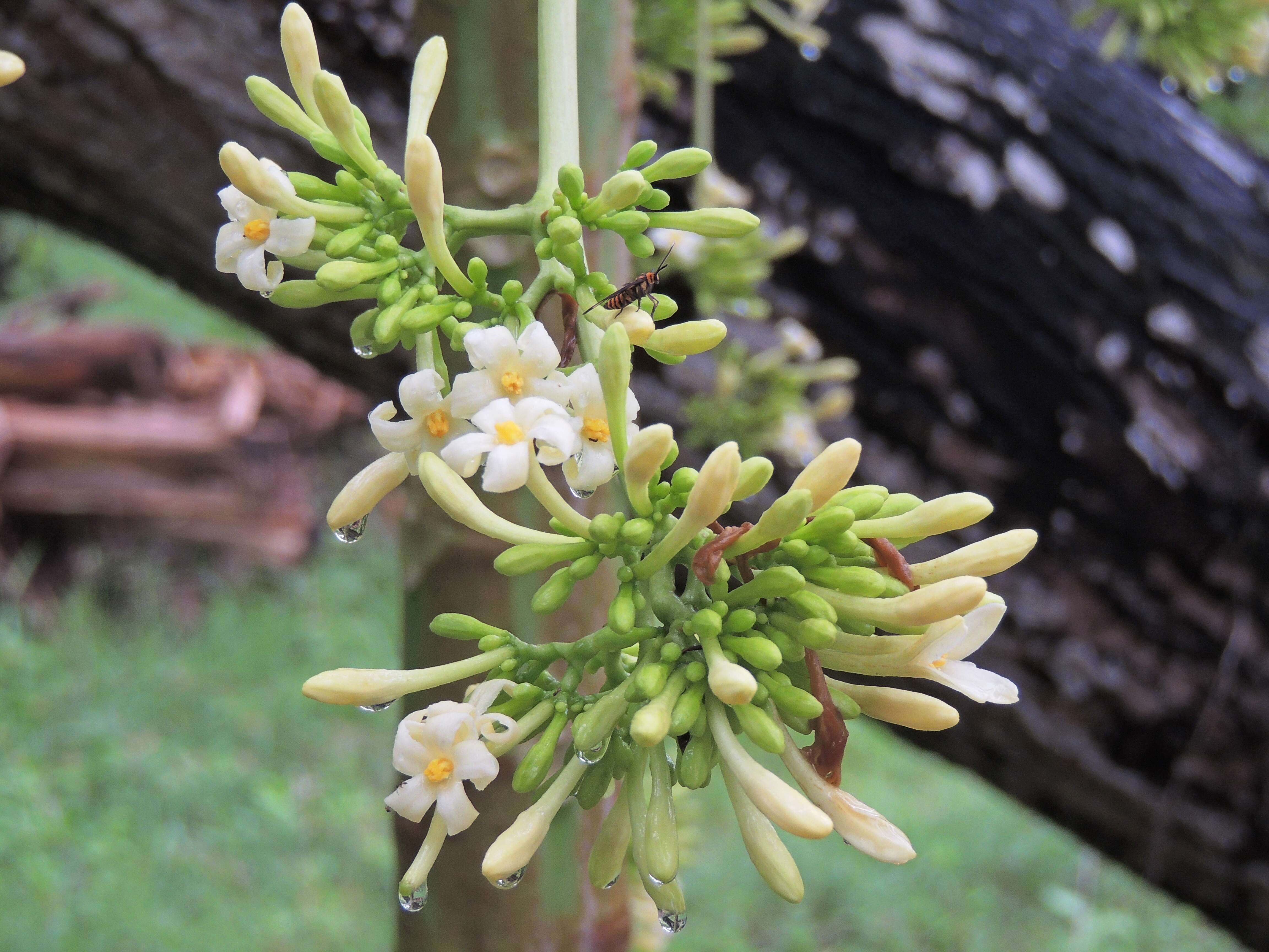 Image of papaya