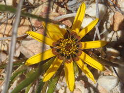 Image of Gazania krebsiana subsp. krebsiana