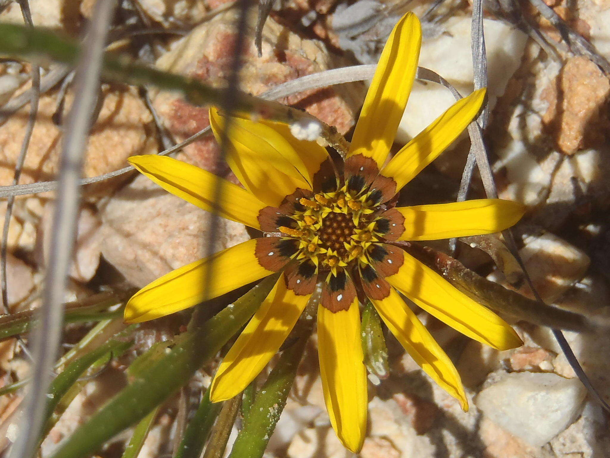 Image of Gazania krebsiana subsp. krebsiana