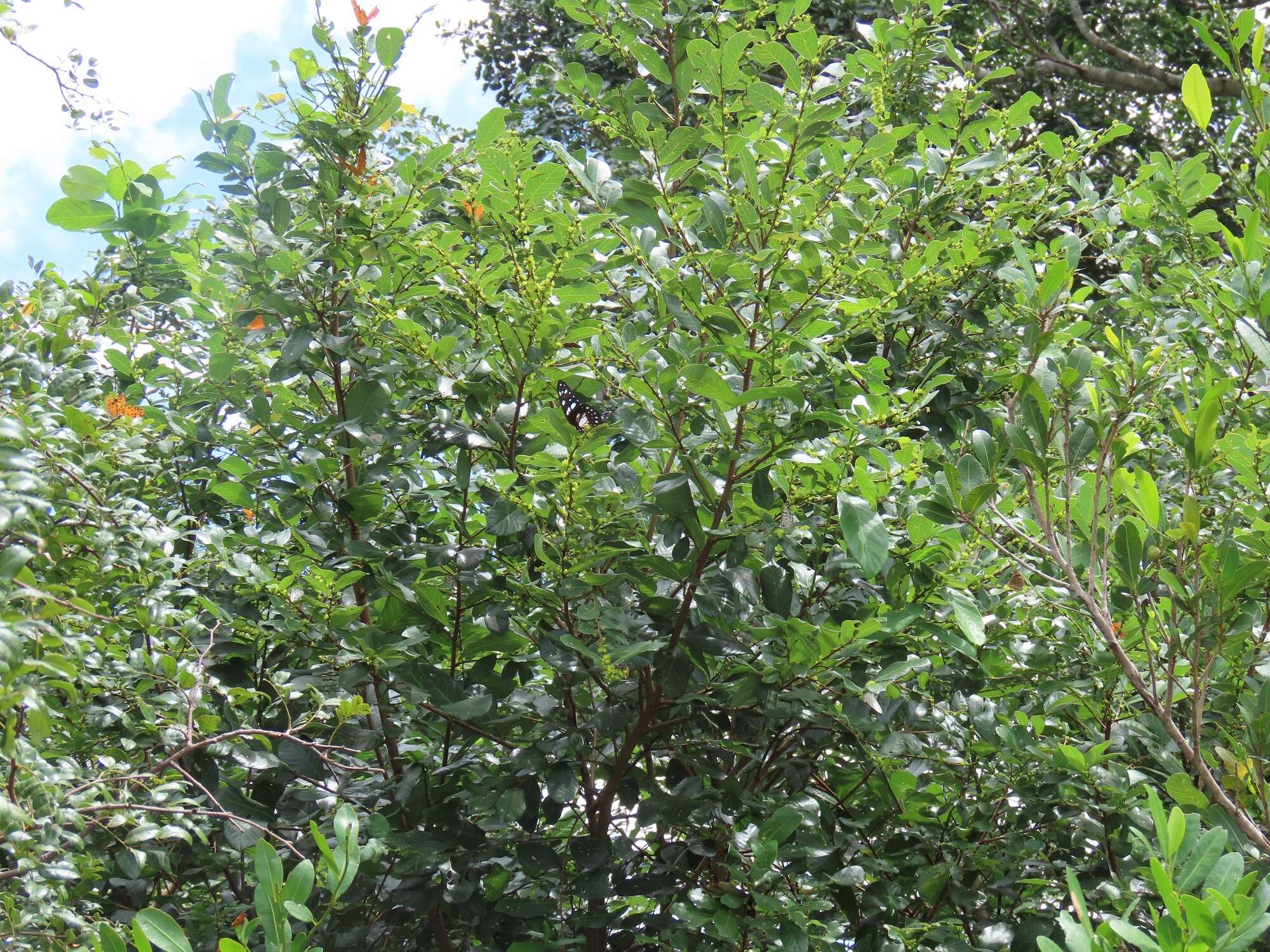 Image of Bridelia cathartica subsp. cathartica