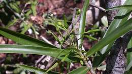 Image of Dracaena reflexa var. occidentalis H. Perrier