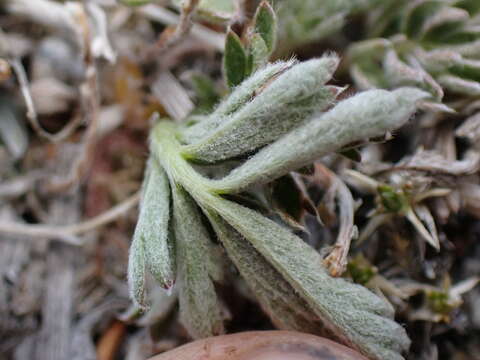 Image of Morefield's cinquefoil