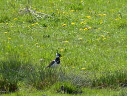 Image of Lapwing