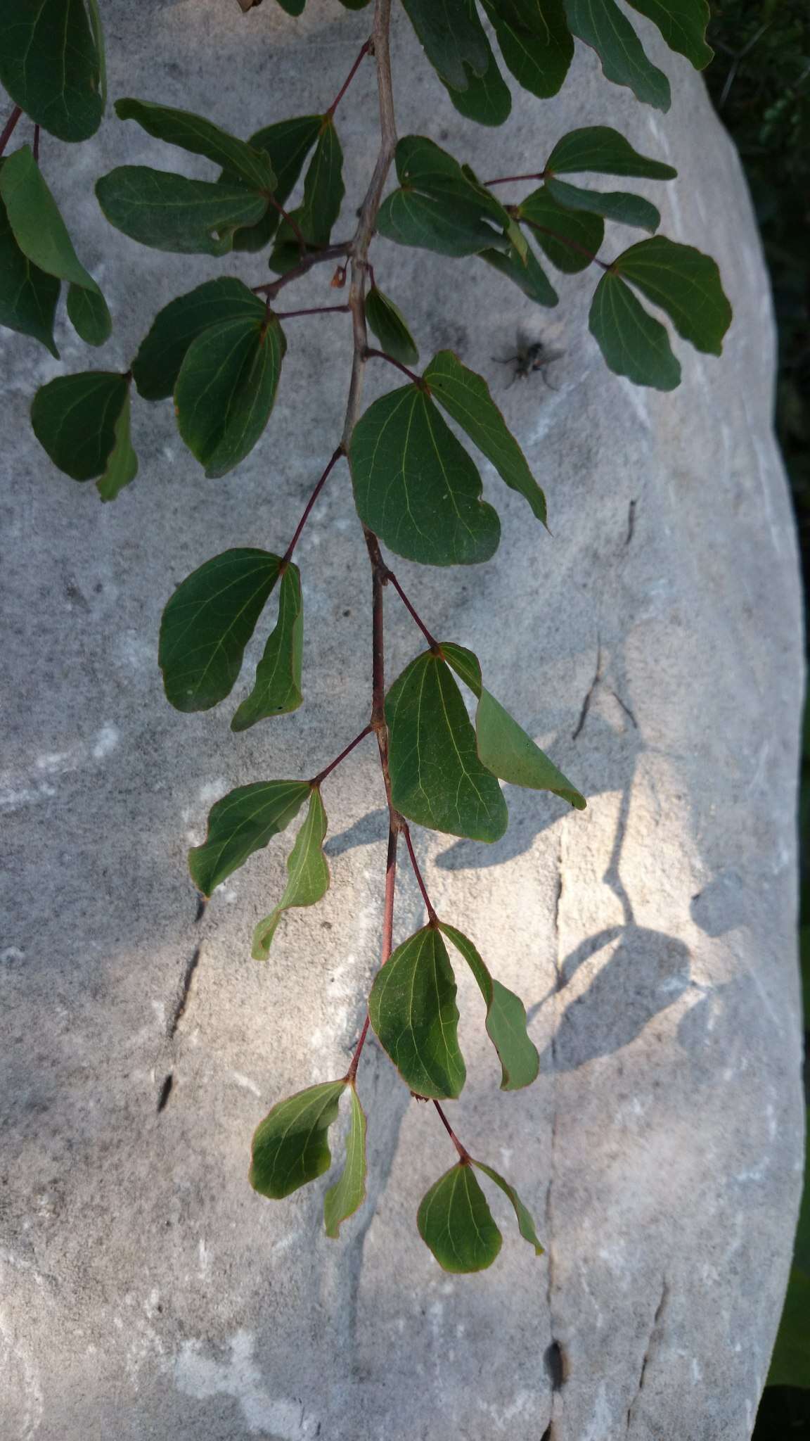 Plancia ëd Bauhinia macranthera Hemsl.