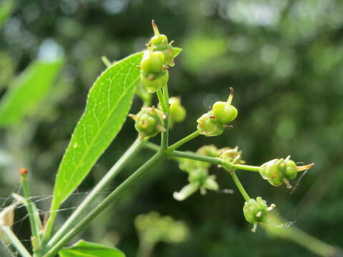 Image of Common spindle tree