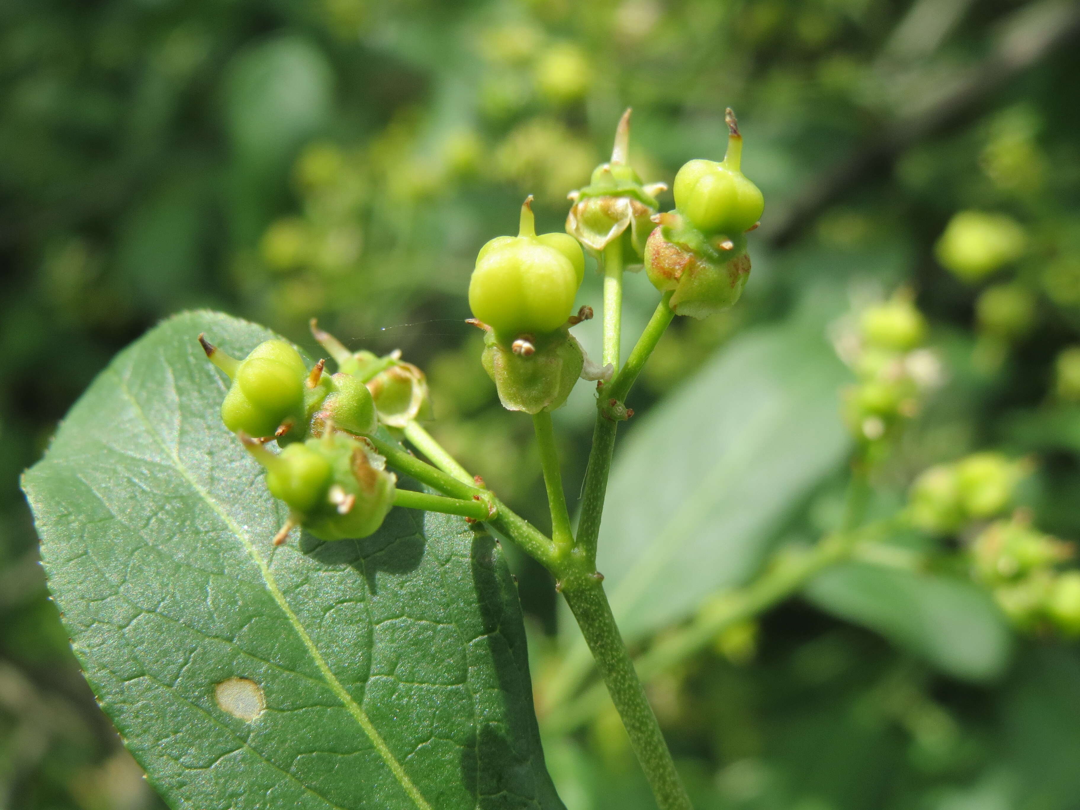 Image of Common spindle tree