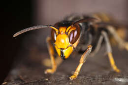 Image of Asian hornet