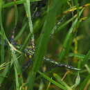 Image of Badhamia foliicola