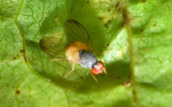 Image of Palloptera ustulata Fallen 1820