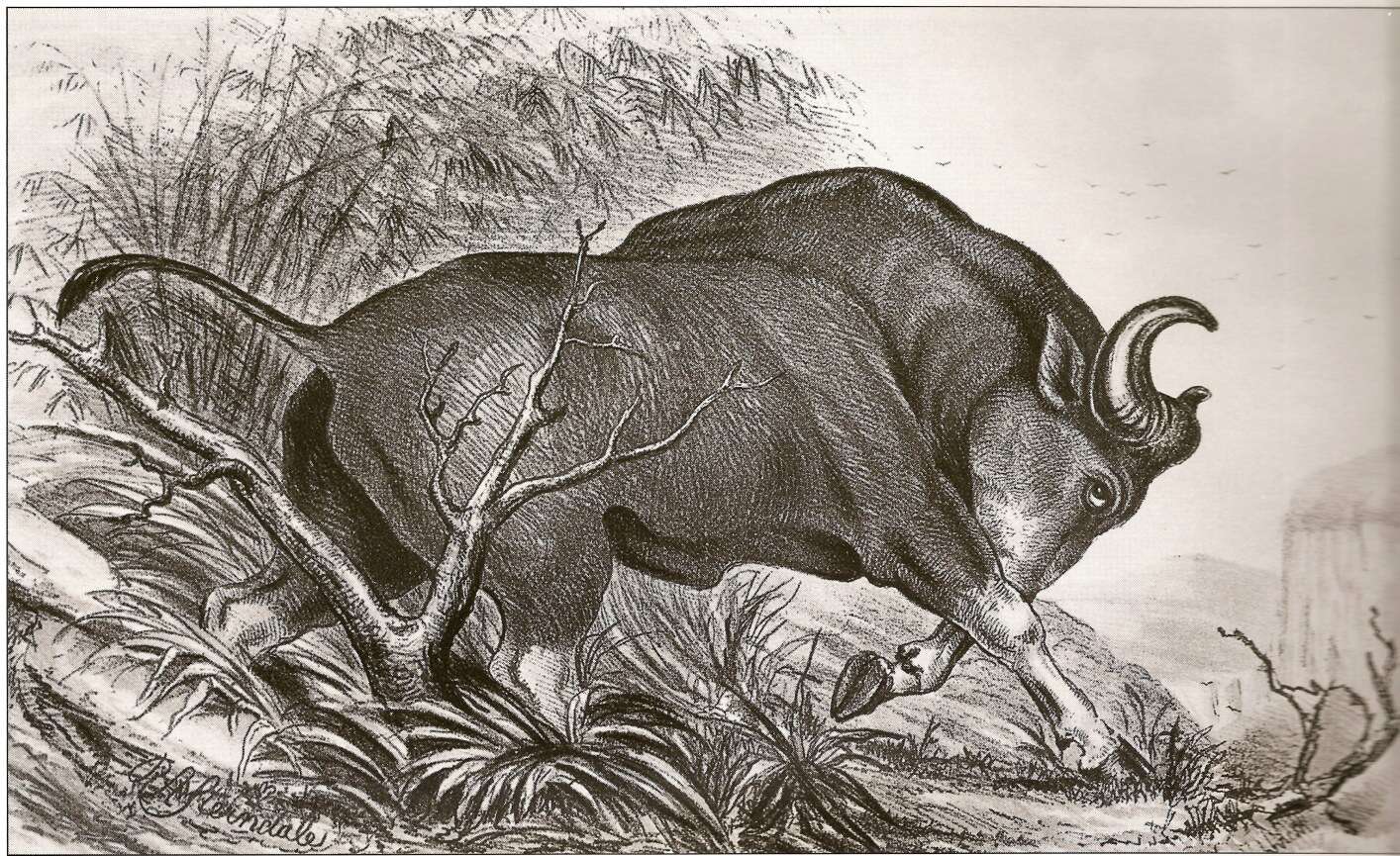 Image of Bubalus C. H. Smith 1827