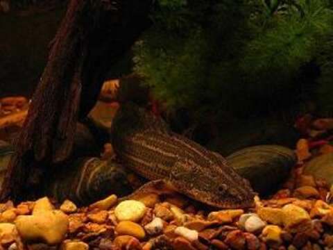 Image of Nile bichir