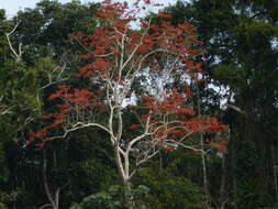 Image of Erythrina ulei Harms