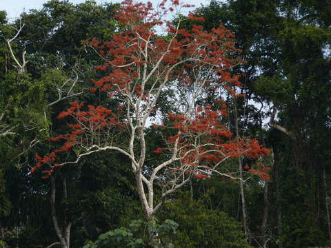 Image of Erythrina ulei Harms